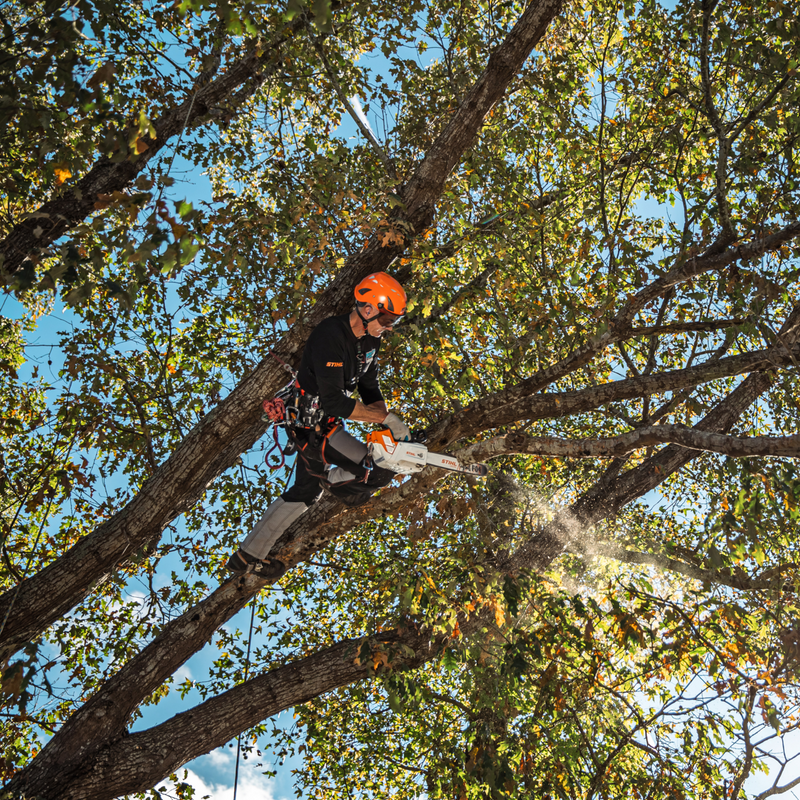 Load image into Gallery viewer, STIHL MSA 220 TC-O Battery Top Handle Chainsaw